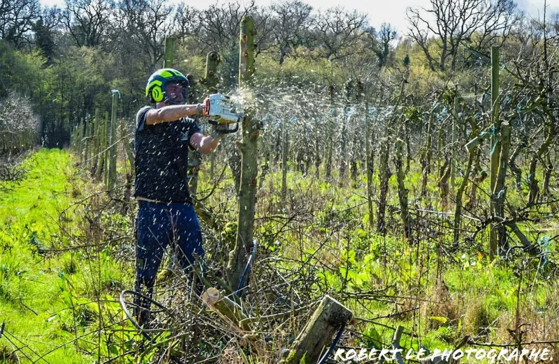 Bûcheronnage et défrichage de parcelle